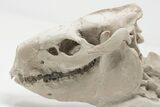 Articulated, Fossil Oreodont (Miniochoerus) Skeleton - Wyoming #197374-6